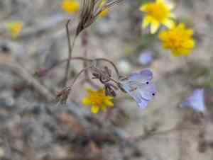 Douglas' phacelia(Phacelia douglasii)