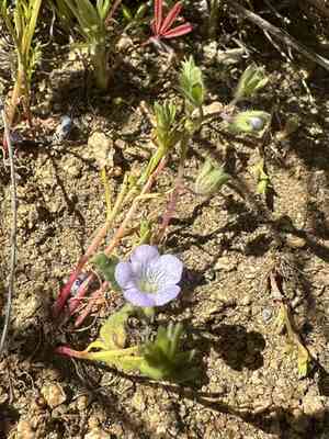 Douglas' phacelia(Phacelia douglasii)