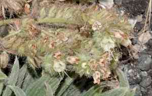 Silverleaf Scorpionweed(Phacelia hastata)