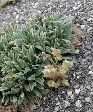Silverleaf Scorpionweed(Phacelia hastata)