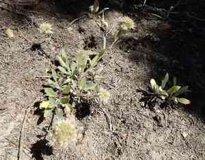 Silverleaf Scorpionweed(Phacelia hastata)