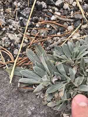 Silverleaf Scorpionweed(Phacelia hastata)