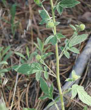 Varileaf phacelia(Phacelia heterophylla)