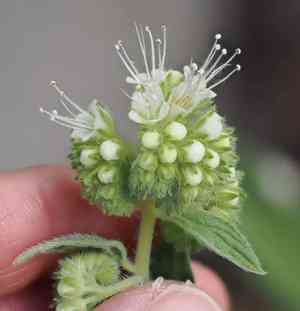 Varileaf phacelia(Phacelia heterophylla)
