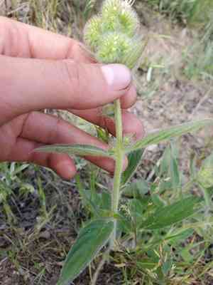 Varileaf phacelia(Phacelia heterophylla)