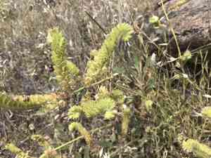 Imbricate phacelia(Phacelia imbricata)