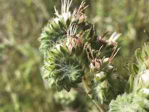 Imbricate phacelia(Phacelia imbricata)