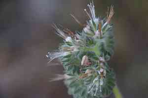 Imbricate phacelia(Phacelia imbricata)