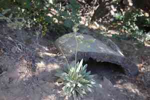 Imbricate phacelia(Phacelia imbricata)