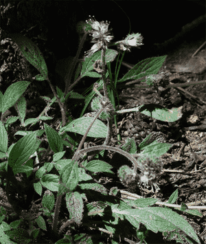 Changeable phacelia(Phacelia mutabilis)