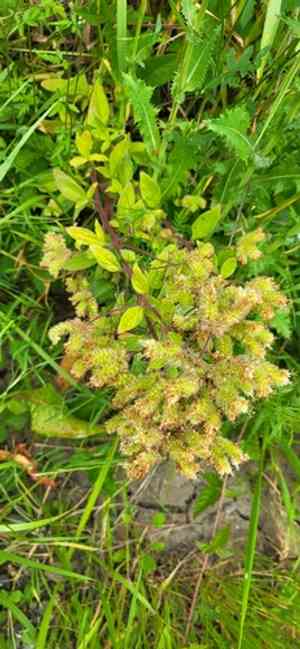 Oregon phacelia(Phacelia nemoralis)
