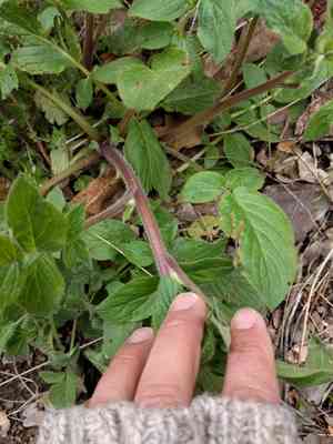 Oregon phacelia(Phacelia nemoralis)