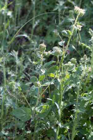 Oregon phacelia(Phacelia nemoralis)