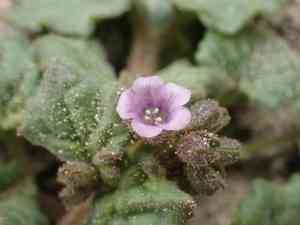 Blacktack phacelia(Phacelia pachyphylla)