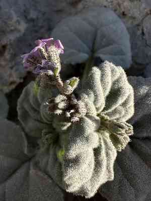 Blacktack phacelia(Phacelia pachyphylla)