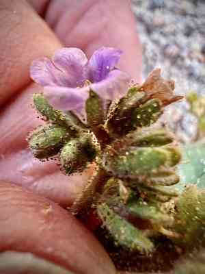Blacktack phacelia(Phacelia pachyphylla)