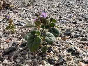 Blacktack phacelia(Phacelia pachyphylla)