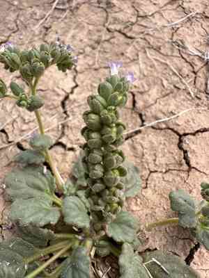Parish's phacelia(Phacelia parishii)