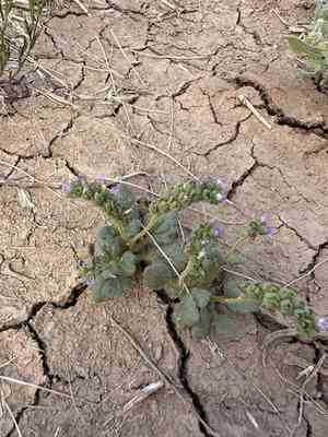 Parish's phacelia(Phacelia parishii)