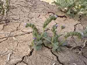 Parish's phacelia(Phacelia parishii)