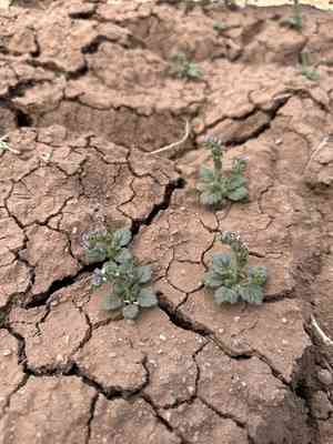 Parish's phacelia(Phacelia parishii)