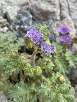 Pedicellate phacelia(Phacelia pedicellata)