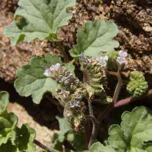 Pedicellate phacelia(Phacelia pedicellata)