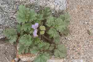Pedicellate phacelia(Phacelia pedicellata)