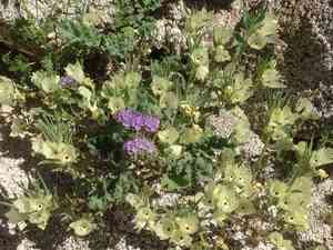 Pedicellate phacelia(Phacelia pedicellata)