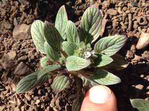 Mt. diablo phacelia(Phacelia phacelioides)
