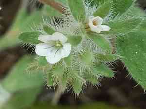 Mt. diablo phacelia(Phacelia phacelioides)