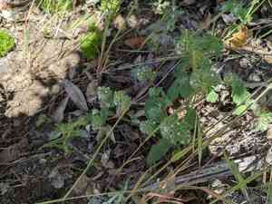 Mt. diablo phacelia(Phacelia phacelioides)