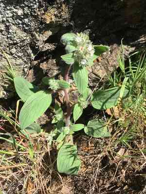 Mt. diablo phacelia(Phacelia phacelioides)