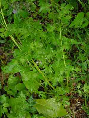 Miami mist(Phacelia purshii)