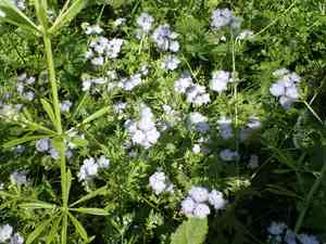 Miami mist(Phacelia purshii)