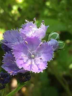 Miami mist(Phacelia purshii)