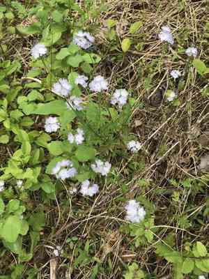 Miami mist(Phacelia purshii)