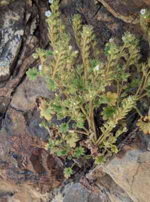 Roundleaf phacelia(Phacelia rotundifolia)
