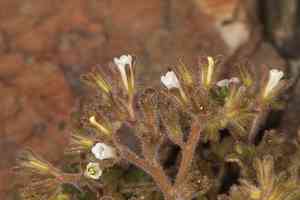 Roundleaf phacelia(Phacelia rotundifolia)