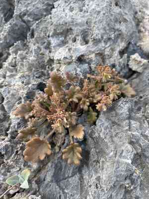 Roundleaf phacelia(Phacelia rotundifolia)
