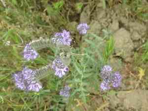 Lacy phacelia(Phacelia tanacetifolia)