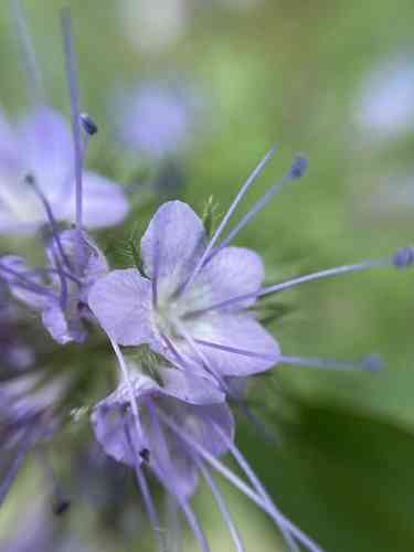 Lacy phacelia(Phacelia tanacetifolia)