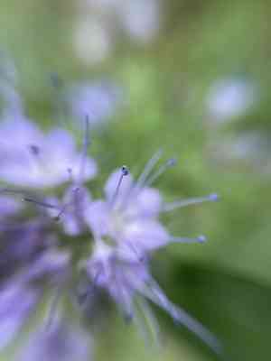 Lacy phacelia(Phacelia tanacetifolia)