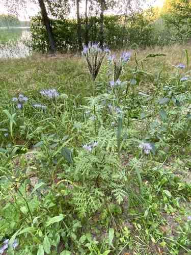 Lacy phacelia(Phacelia tanacetifolia)
