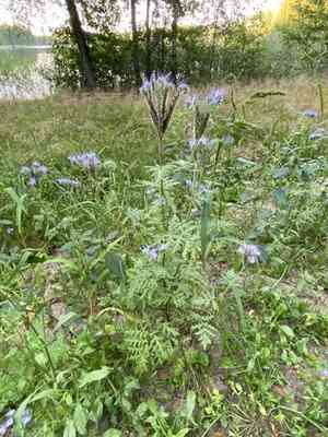 Lacy phacelia(Phacelia tanacetifolia)