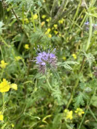 Lacy phacelia(Phacelia tanacetifolia)