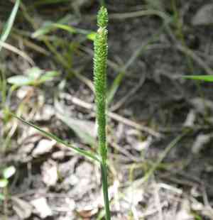 Timothy canary grass(Phalaris angusta)
