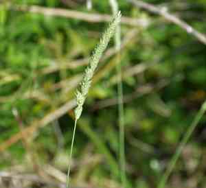 Timothy canary grass(Phalaris angusta)