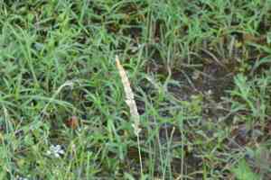 Timothy canary grass(Phalaris angusta)