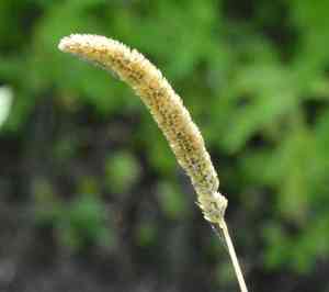 Timothy canary grass(Phalaris angusta)